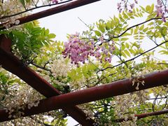 -嘉定紫藤园