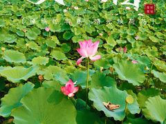 -莲花池公园