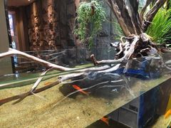 -甄花精致料理自助(城市阳台店)