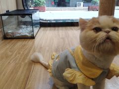-啵啵喵·猫咖(攀华国际店)