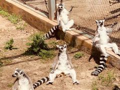 -哈尔滨北方森林动物园