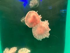 -锦艺城海洋馆