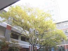 -江苏省无锡连元街小学