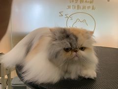 -鼎级派宠物(中南店)