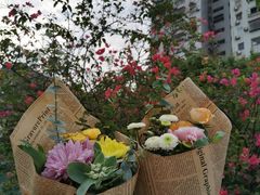 -溪岸路花鸟市场