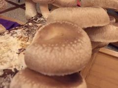 -大头椰·椰子鸡火锅(南宁万象城店)