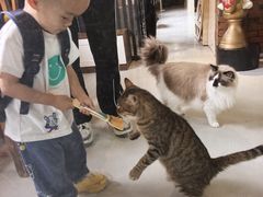 -豆逗聊愈猫阁Easy Life