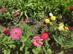 -马白开来特色羊排揪片子  (总店)