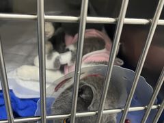 -中农国际动物医院24小时·猫科·骨科·急重症中心