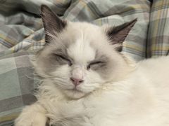 -宠颐生汉谟拉比宠物医院