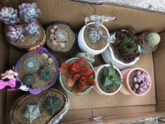 -龙大花卉苗木市场