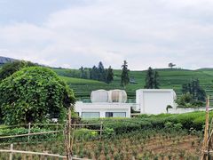 -龙坞茶村