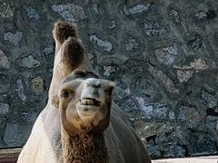 -石家庄市动物园