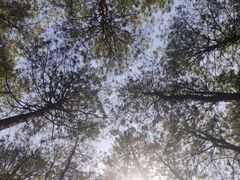 -铁山坪森林公园