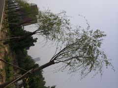 -太平河公园