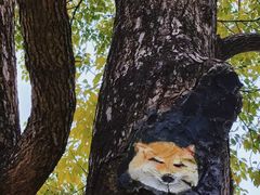 -上海山野camping·户外天幕烧烤·团建拓展营地