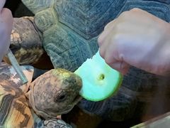 -上海大自然野生昆虫馆(东方明珠·爬宠昆虫探索中心)