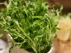 鲜豆苗-浩爷羊蝎子火锅(望京店)