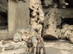 -保定市动物园