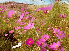 -莲花山花海