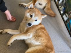 -喜柴咖啡·柴犬狗咖