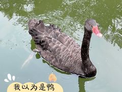 -深圳野生动物园