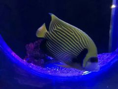 -皇家极地海洋世界售票处