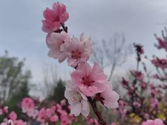 -陕西省西安植物园