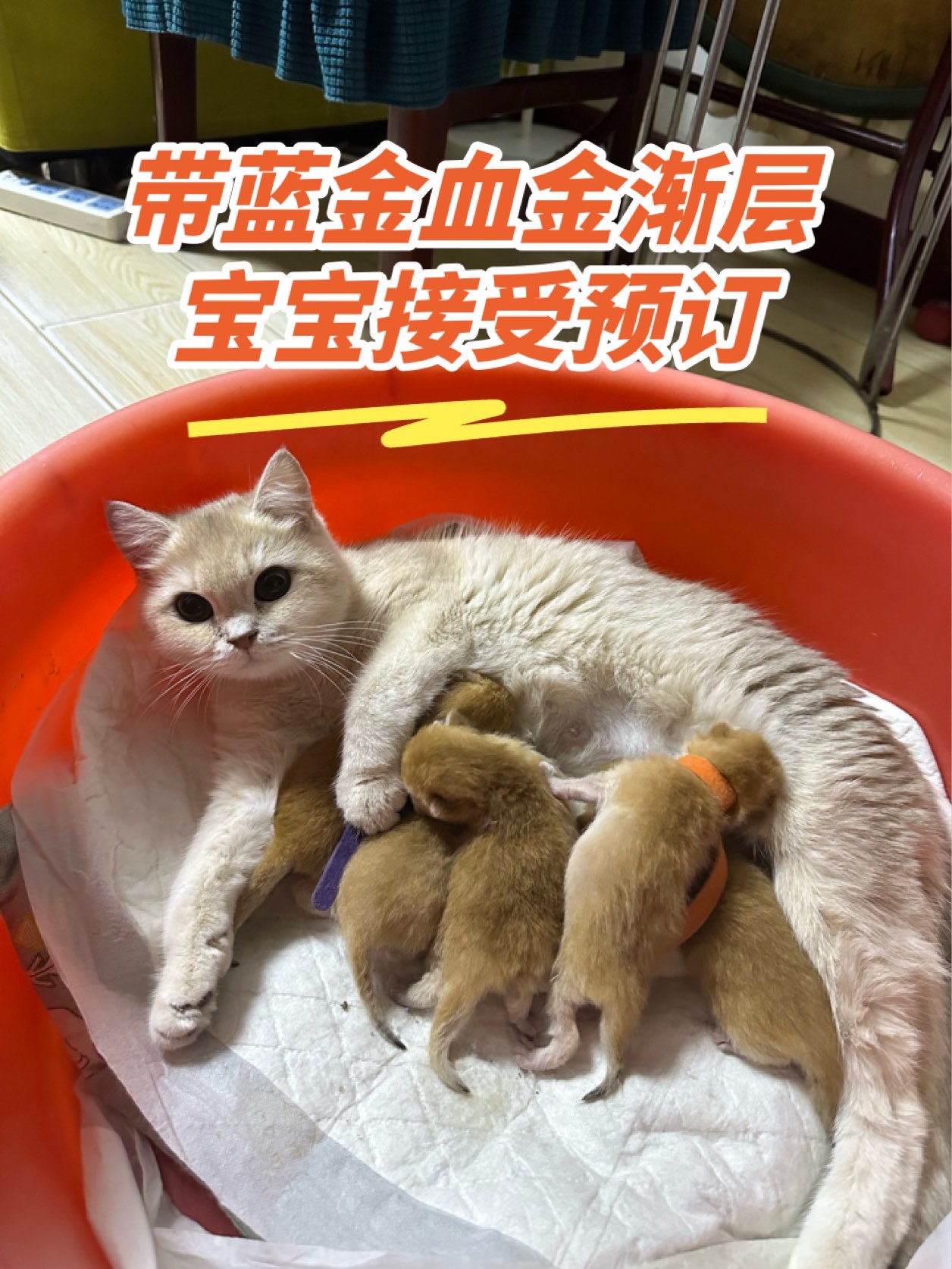 金渐层刚出生小猫图片图片