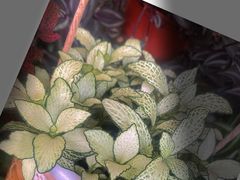 -静岸花卉园艺(三星坊店)