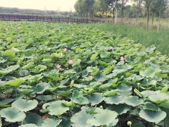 -天津东丽湖风景区