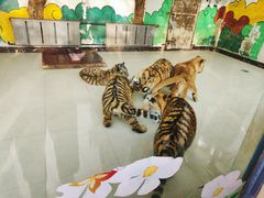 -大连森林动物园