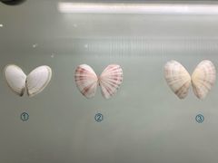 -青岛贝壳博物馆
