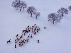 -塞罕坝国家级自然保护区