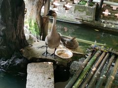 -优之名鹅城