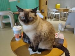 -藏猫猫咖啡主题馆(中央大道店)