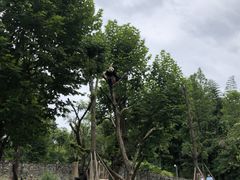 -都江堰中华大熊猫苑