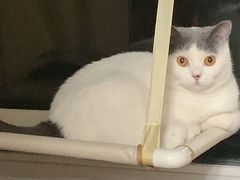 -瑞派·关忠动物医院·猫专科·犬专科(三环新城店)