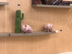 -飞行喵MR PILOT|猫舍·猫咖(静安大融城店)