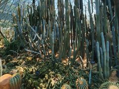 -深圳仙湖植物园