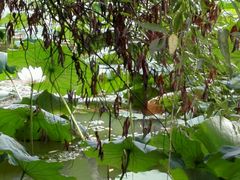 -长兴太湖图影湿地文化园