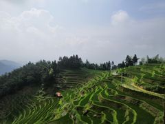 -紫鹊界梯田景区