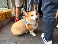 -六广门毛阿姨糯米饭
