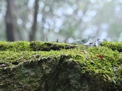 -普陀山慧济禅寺