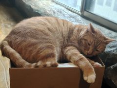 -猫猫幼稚园·撸猫·桌游·电玩