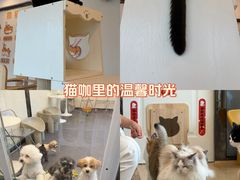 -有喵·猫咖·狗咖·30几只猫10只小狗(岗厦店)