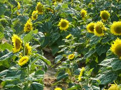 -艾溪湖湿地公园