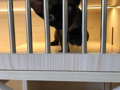 -柚子猫舍·精品猫舍购猫·猫咪认养·购宠·宠物店