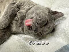 -康成宠物医院24H·CT·核磁共振