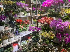 -桂林市花鸟市场